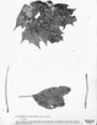 Hypoderma rubi image